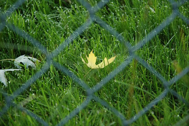Fallen autumn leaf, Duluth Minnesota
