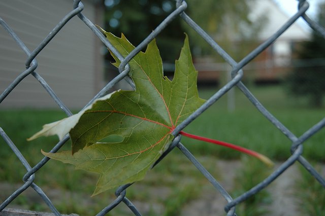 Leaf stuck in fence, Duluth, Minnesota