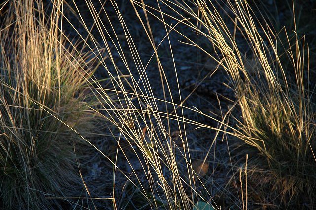 Grasses on Seagull Lake Island, Boundary Waters Canoe Area Wilderness, Minnesota
