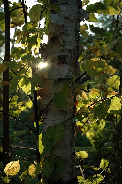 Tree in setting sun, Fishhook Island, Boundary Waters Canoe Area Wilderness, Minnesota