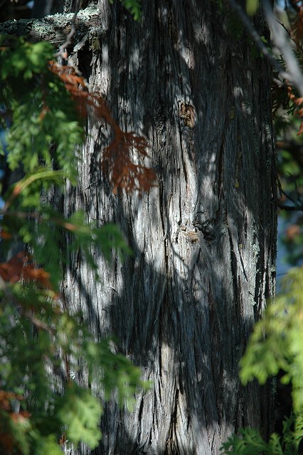 Tree trunk and branches, Boundary Waters Canoe Wilderness Area