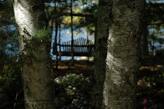 Between birch trees, Brainerd, Minnesota
