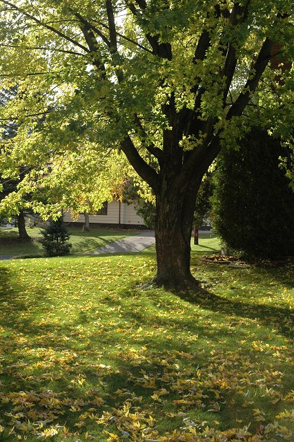 Tree shedding yellow leaves, Duluth, Minnesota