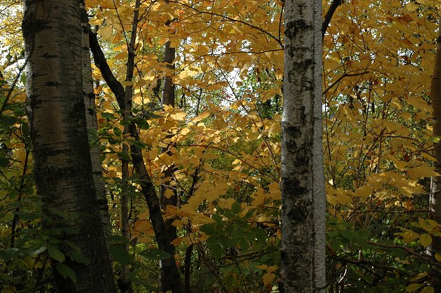 Trees in autumn, Duluth, Minnesota