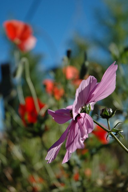 Flower profile, Northern Lights Roadhouse gardens, Beaver Bay, Minnesota