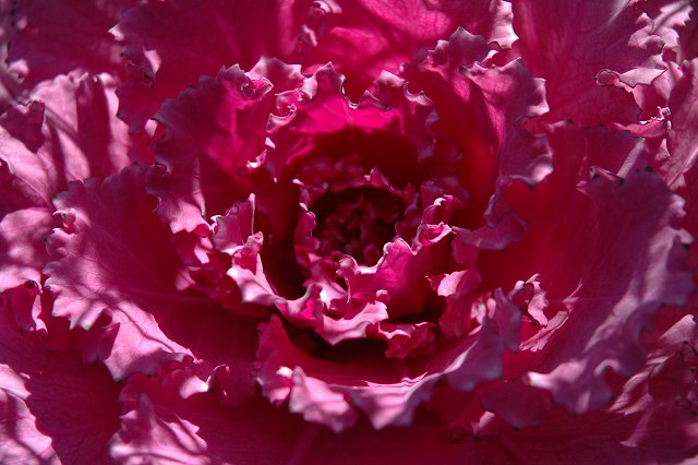 Cabbage plant, Northern Lights Roadhouse gardens, Beaver Bay, Minnesota