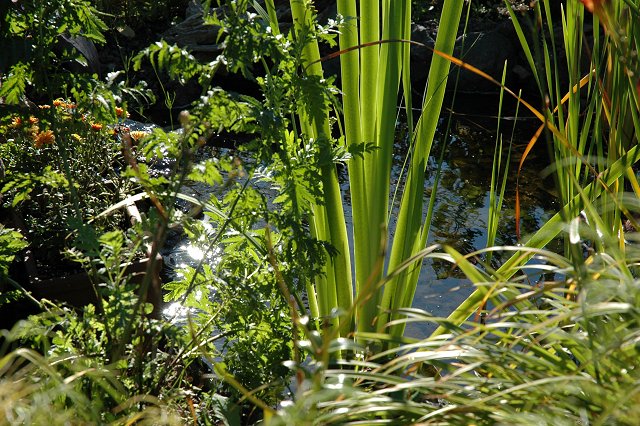 Pond at Northern Lights Roadhouse gardens, Beaver Bay, Minnesota