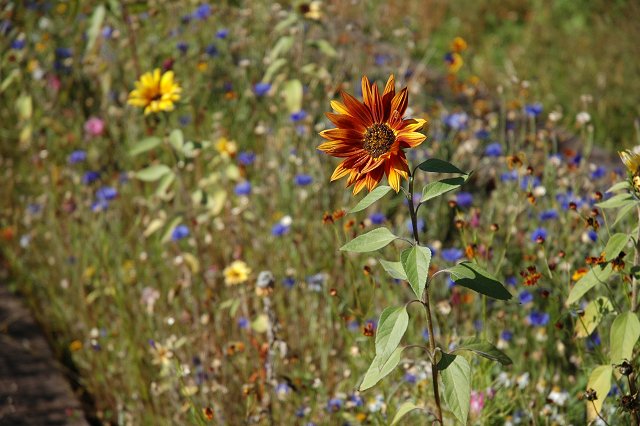 Flowers at Northern Lights Roadhouse gardens, Beaver Bay, Minnesota