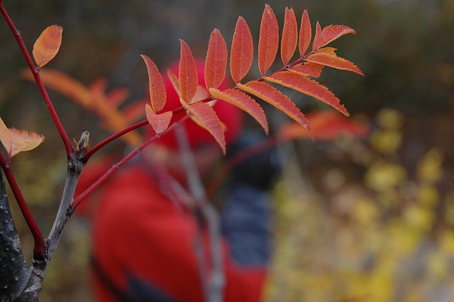 Foliage and photographer, Tettegouche State Park, Minnesota