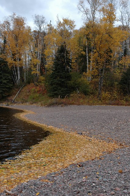 Leaves and trees along Baptism River, Tettegouche State Park, Minnesota