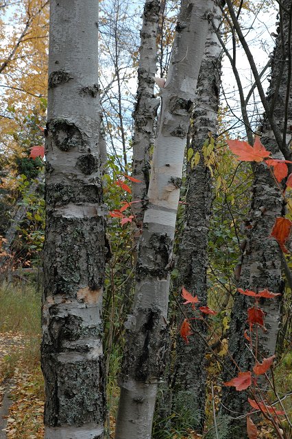 Trees along path to Baptism River, Tettegouche State Park, Minnesota