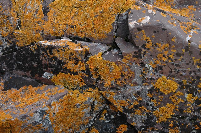 Lichen covered rocks, Tettegouche State Park, Minnesota
