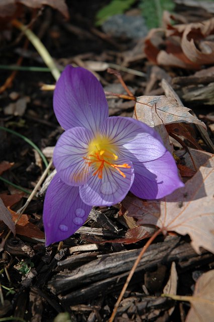 Fall flower, Duluth, Minnesota