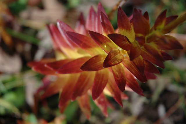 Fall growth, Duluth, Minnesota