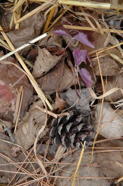 Fall ground cover, Brainerd, Minnesota