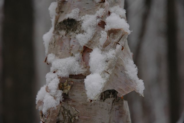 Birch in snow, Brainerd, Minnesota