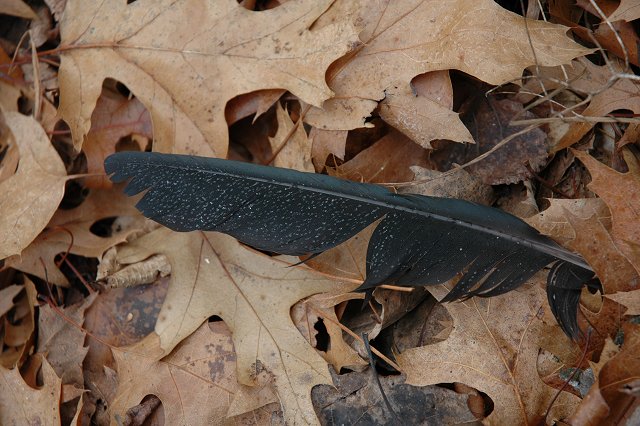 Frosted feather in leaves, Brainerd, Minnesota
