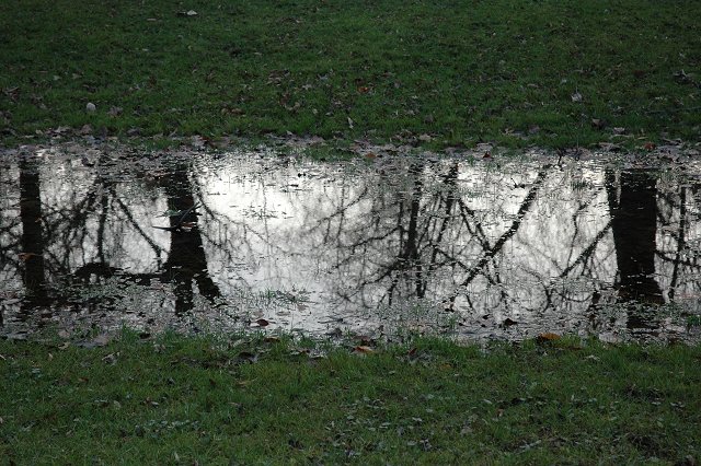 Tree reflection, Great Falls National Park, Virginia