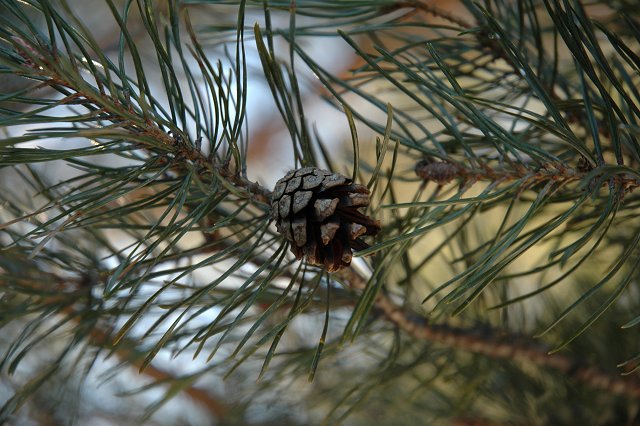 Pinecone in evergreen branches, Duluth, Minnesota