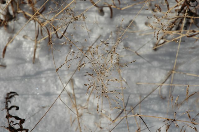 Grasses in snow, Duluth, Minnesota