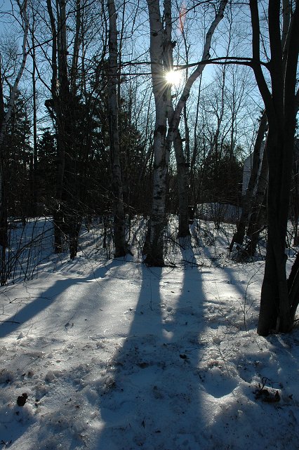 Birch in sun and snow, Duluth, Minnesota