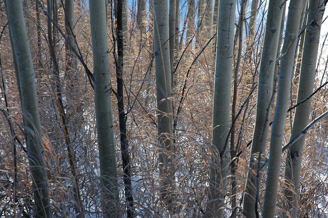 Tree trunks and grasses in snow, Duluth, Minnesota