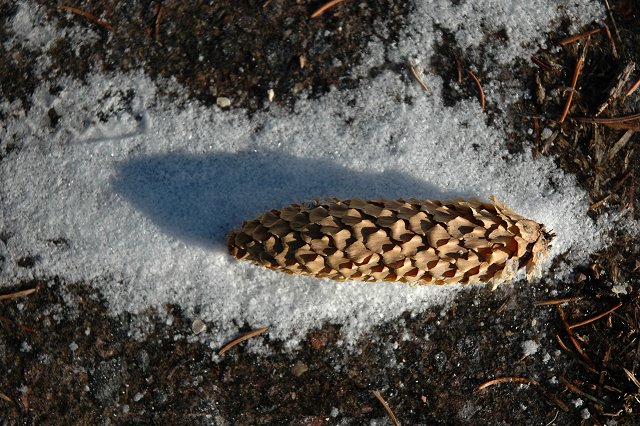 Pinecone and shadow in snow, Duluth, Minnesota