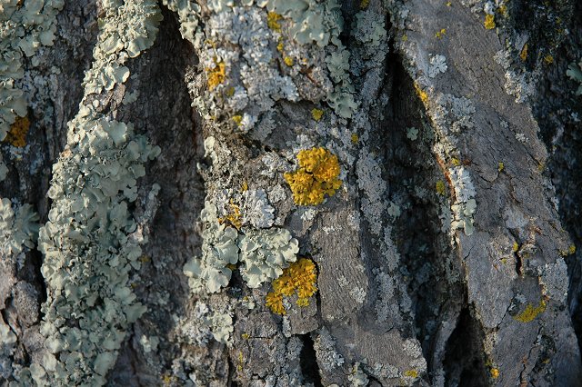 Lichen on tree, Duluth, Minnesota
