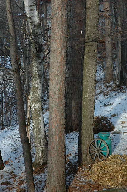 Trees in setting sun, Brainerd, Minnesota