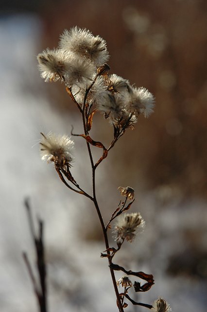 Growth along the railroad, Duluth, Minnesota