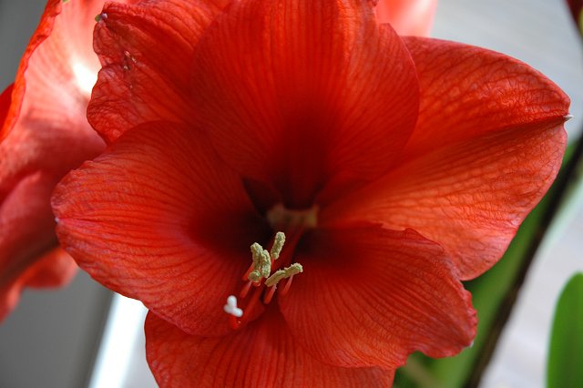 Amaryllis, Dunkirk, Maryland