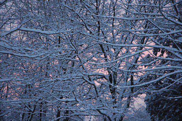 Snow covered limbs, Duluth, Minnesota