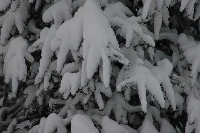 Pine tree in snow, Duluth, Minnesota