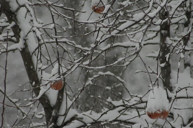 Apple tree in snowstorm, Duluth, Minnesota