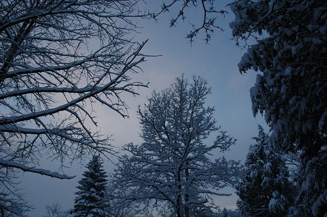 Trees along Cooke Street after snowstorm, Duluth, Minnesota