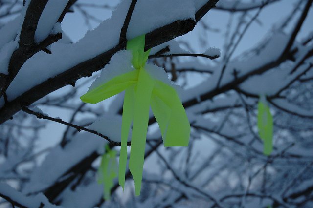 Snow covered yellow war ribbons in apple tree, Duluth, Minnesota