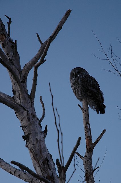 Owl at dusk, Duluth, Minnesota