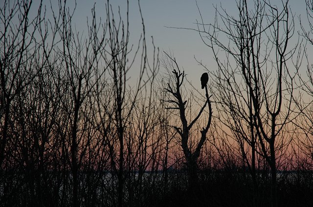 Owl at dusk, near Lake Superior, Duluth, Minnesota