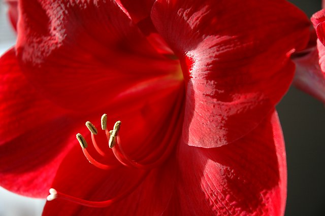 Amarylis Bloom, Duluth, Minnesota