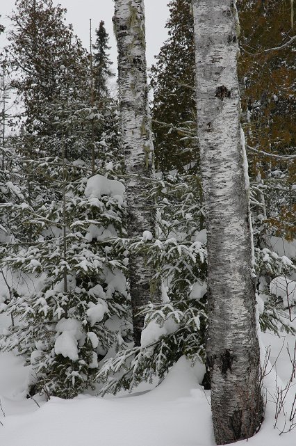 Trail along Little Ollie Lake, Gunflint Trail, Minnesota