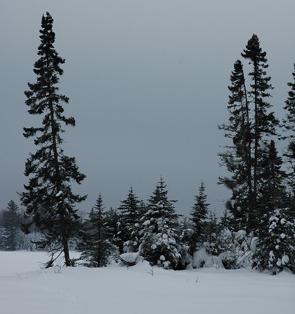 Trees along lake, Gunflint Trail, Minnesota