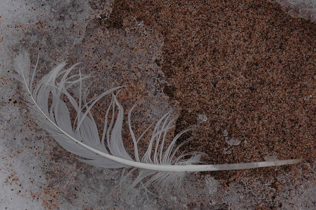 Feather on ice and sand at Park Point Beach, Duluth, Minnesota