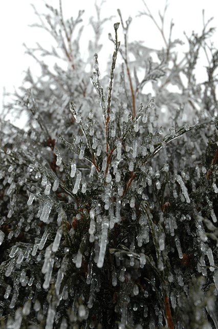 Icicles on evergreen, Duluth, Minnesota