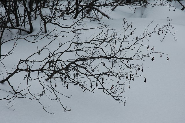 Branches covered in snow, Gunflint Trail, Minnesota