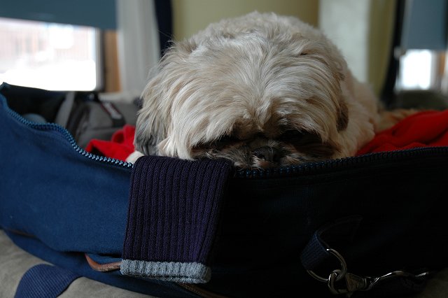 Tilley (shi-tzu) resting in a suitcase, Duluth, Minnesota