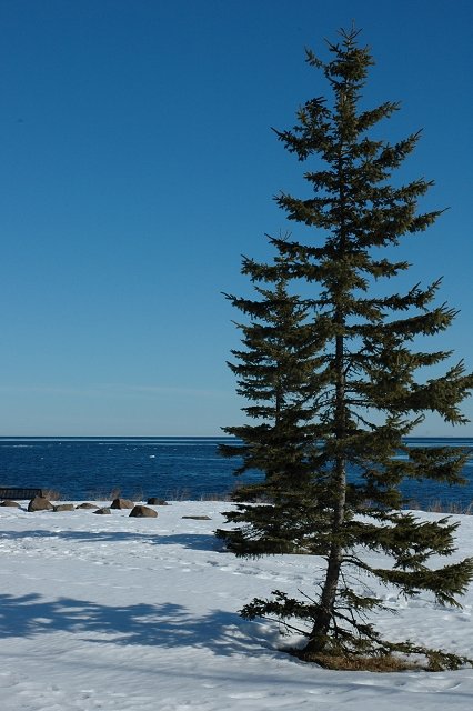 Evergreen on icy snow covered Lake Superior at Brighton Beach, Duluth, Minnesota